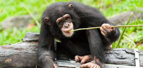 chimpanze-outil-Fotolia_01