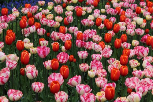 KEUKENHOF (139)