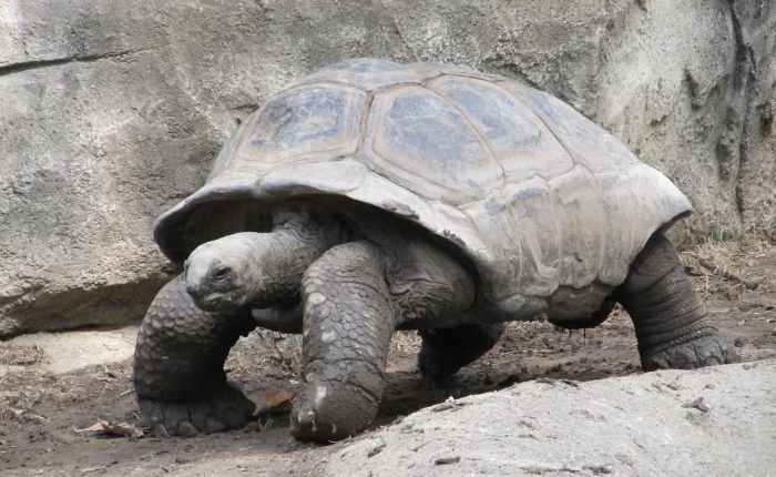 Le paradoxe de Zénon&nbsp;revisité